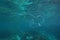 Underwater a venus girdle comb jelly sea life