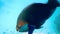 Underwater video of blue Queen parrotfish swimming among coral reef