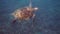 Underwater video of green sea turtle slowly swimming on scuba diving or snorkeling among tropical coral reef. Wild sea