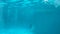 Underwater video operator shoots as dolphins do a trick.