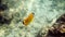 Underwater video of pair yellow butterflyfish fishes in tropical coral reefs