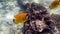 Underwater video of pair yellow butterflyfish fishes in tropical coral reefs