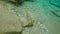 An underwater video of a Schoolmaster Snapper Fish swimming in the ocean