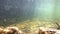 Underwater video of a stream with fish and sunbeams with flowing water