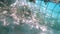 Underwater video of various fish swimming among the rock shore and metal fence of a Bahamas island in the Caribbean Sea on a sunny