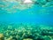 Underwater view of Alghero rocky sea floor