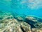 Underwater view of Alghero rocky shore
