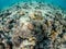 Underwater view of amazing coral reef and exotic fish in Red Sea