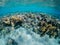 Underwater view of amazing coral reef in Red Sea