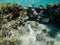 Underwater view of amazing coral reef in Red Sea