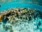 Underwater view of amazing coral reef in Red Sea