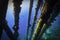 Underwater view of a barracuda swimming through a saltwater pier