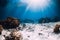 Underwater view with corals, sand and sun rays. Tropical sea