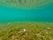 Underwater view of crystal clear forest lake.