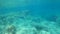 Underwater view of dark fish in Alghero turquoise sea. Sardinia