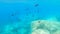 Underwater view of dark fish in Alghero turquoise sea. Sardinia
