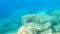 Underwater view of dark fish in Alghero turquoise sea. Sardinia