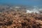 Underwater view of dead coral reefs and beautiful fishes. Snorkeling. Indian ocean.