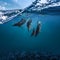 Underwater view of dolphins swimming over polluted waters.