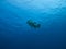 Underwater View of Giant Potato Cod, GB Reef AU