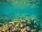 Underwater view, Great Barrier Reef, Australia