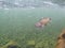 Underwater view of a hooked brown trout in a clear new zealand river