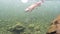 Underwater view of a hooked brown trout in a new zealand river