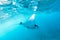 Underwater view of hovering Giant oceanic manta ray