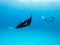 Underwater view of hovering Giant oceanic manta ray, Manta Birostris , and man free diving in blue ocean. Watching