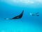 Underwater view of hovering Giant oceanic manta ray, Manta Birostris , and man free diving in blue ocean. Watching