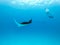 Underwater view of hovering Giant oceanic manta ray, Manta Birostris , and man free diving in blue ocean. Watching