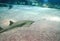 Underwater view of marine life Saw of Sawfish