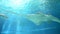 Underwater view of marine life Saw of Sawfish in Genoa Aquarium
