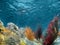 Underwater View of the Ocean With Plants and Coral