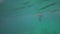Underwater view of people snorkeling in Andaman Sea