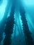 Underwater view of pier supports rich and full of corals in the depth of the sea.