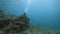 Underwater view: A scuba diver swimming in coral reef with plenty of fish and aquatic plants.