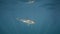 Underwater View of a Smooth Hammerhead Shark South Africa