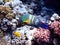 Underwater view of a tropical coral reef with Broomtail wrasse - (Cheilinus lunulatus)