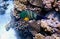 Underwater view of a tropical coral reef with Broomtail wrasse - (Cheilinus lunulatus)