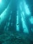 Underwater view of an underside pier with fishes and corals growing on post.