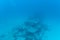 Underwater view, Waikiki submarine ride