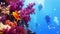 Underwater wall with reach purple soft coral growth, scuba divers on the background