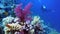 Underwater wall with reach purple soft coral growth, scuba divers on the background