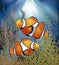 Underwater wallpaper with clownfish, vector