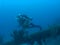 Underwater wedding video caribbean sea