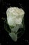 Underwater white rose