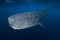 Underwater wide angle shot of Whale shark swimming in blue ocean