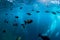 Underwater wild world with tuna school fishes and bubble