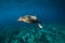 Underwater wildlife with animals. Sea turtle floating in blue ocean. Green sea turtle